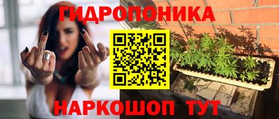крисы Гатчина
